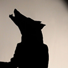 Herman Le Loup Noir © Hélène Charpiot